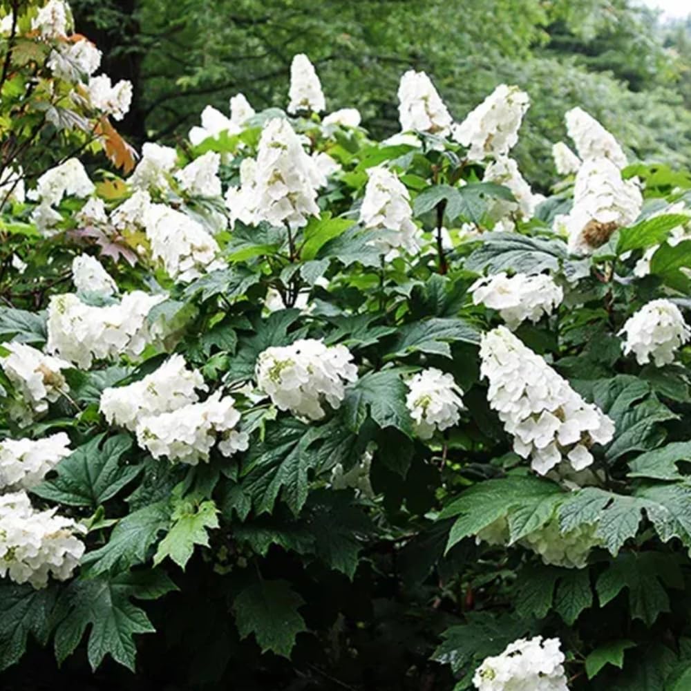 Hydrangea Plant Live, Reblooming Hydrangea Flowers Well-Rooted, Hardy Bush Shrub, 5-9" Tall, Vibrant Shades (White)