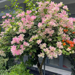 2 Apple Blossom Bougainvillea Plants Live, Flowering Bougainvillea Vine for Outdoor Garden or Trellis, 5-9 Inch Tall, Very Hardy