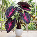 Rare Red Black Colocasia Live Plant, 5 to 8" in Tall, Taro Elephant Ear Alocasia Esculenta Live Plant for Planting, Live Colocasia Houseplant