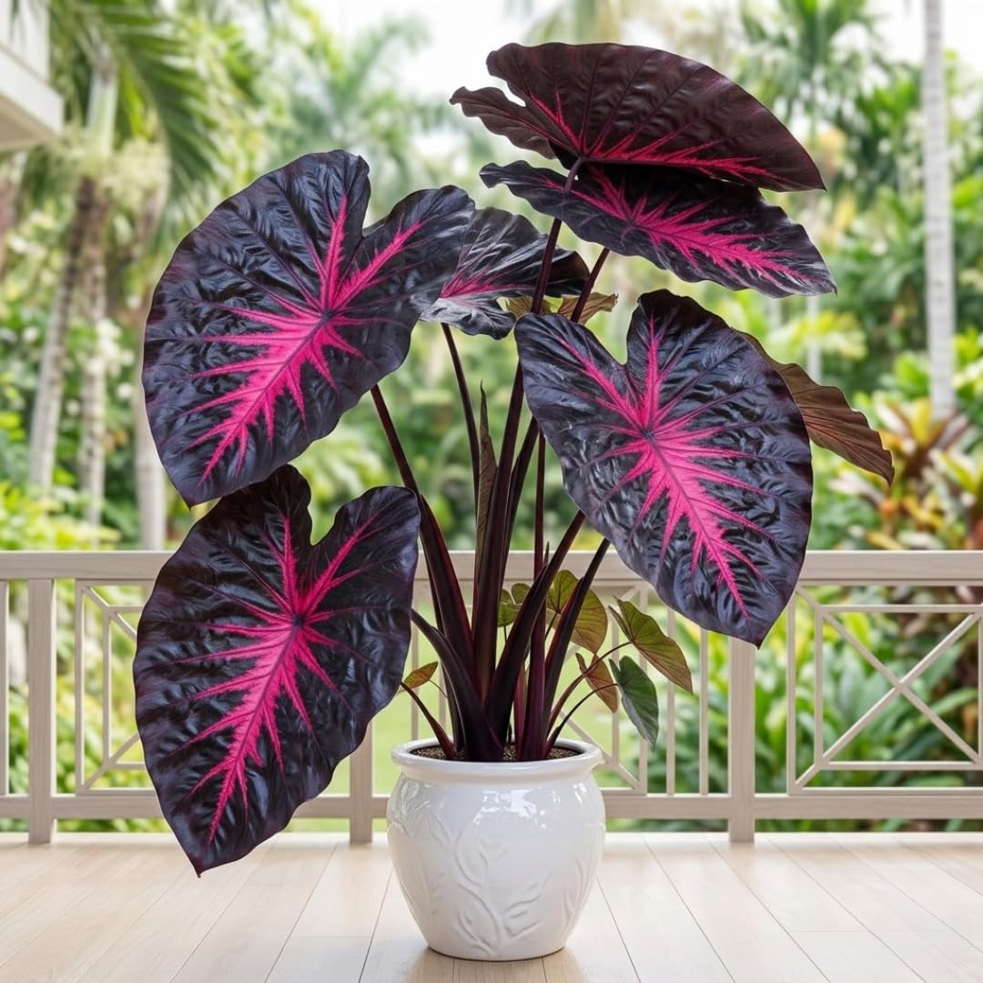 Combo 2 Black Red Colocasia Live Plants, 5 to 8" in Tall, Elephant Ear Esculenta Taro Alocasia Live Plant for Planting, Live House Plant Colocasia
