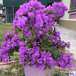 Sets 3 Climbing Bougainvillea Plants Live for Full Sun Trellis Tree, Shrub or Vine Bougainvillea Vibrant Bloom, Very Hardy, 5-9" Tall, Bright Purple