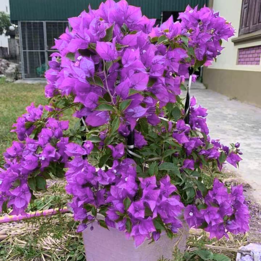 Combo 2 Bougainvillea Plants Live Trees, Outdoor Bougainvillea Plant for Trailing Flowering Vines or Bush Tree, 5-10” Tall, Well-Rooted Bougainvillea Bright Purple