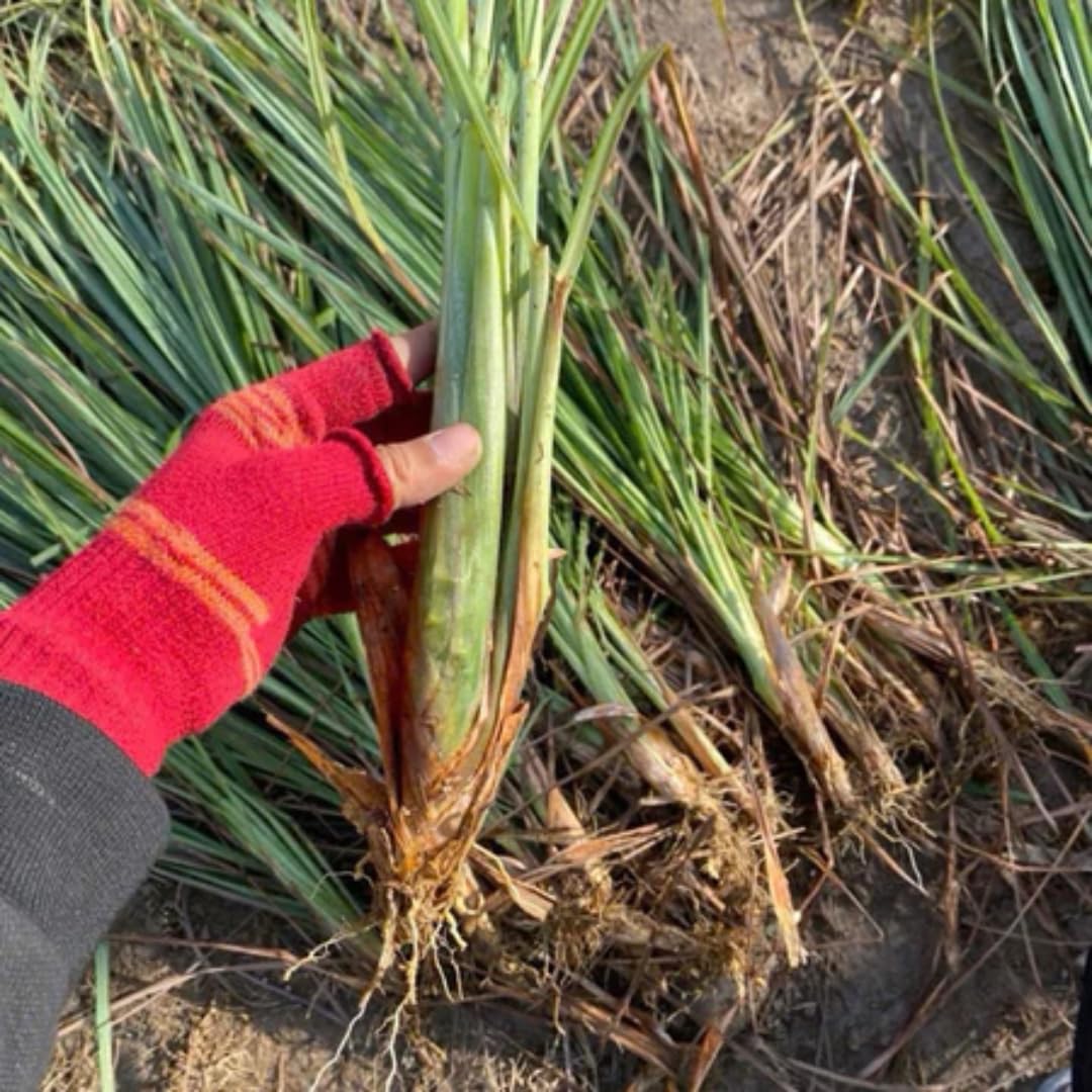 Pack 2 Lemongrass Plants Outdoor Planting in Pot, Lemon Grass Live Plant, Live Lemon Grass, Lemon Grass Plants, Live Lemongrass Plant
