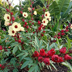 Red Roselle Hibiscus Live Plant 8-12 Inches Tall in Half Gallon Pot, Hardy Hibiscus Sabdariffa Plants, Tropical Flower Plant for Outdoor Garden