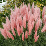 2 Pink Pampas Grass Plants Live, Ornamental Grasses Live Plants Perennial, Pampas Grass Live Plants Outside