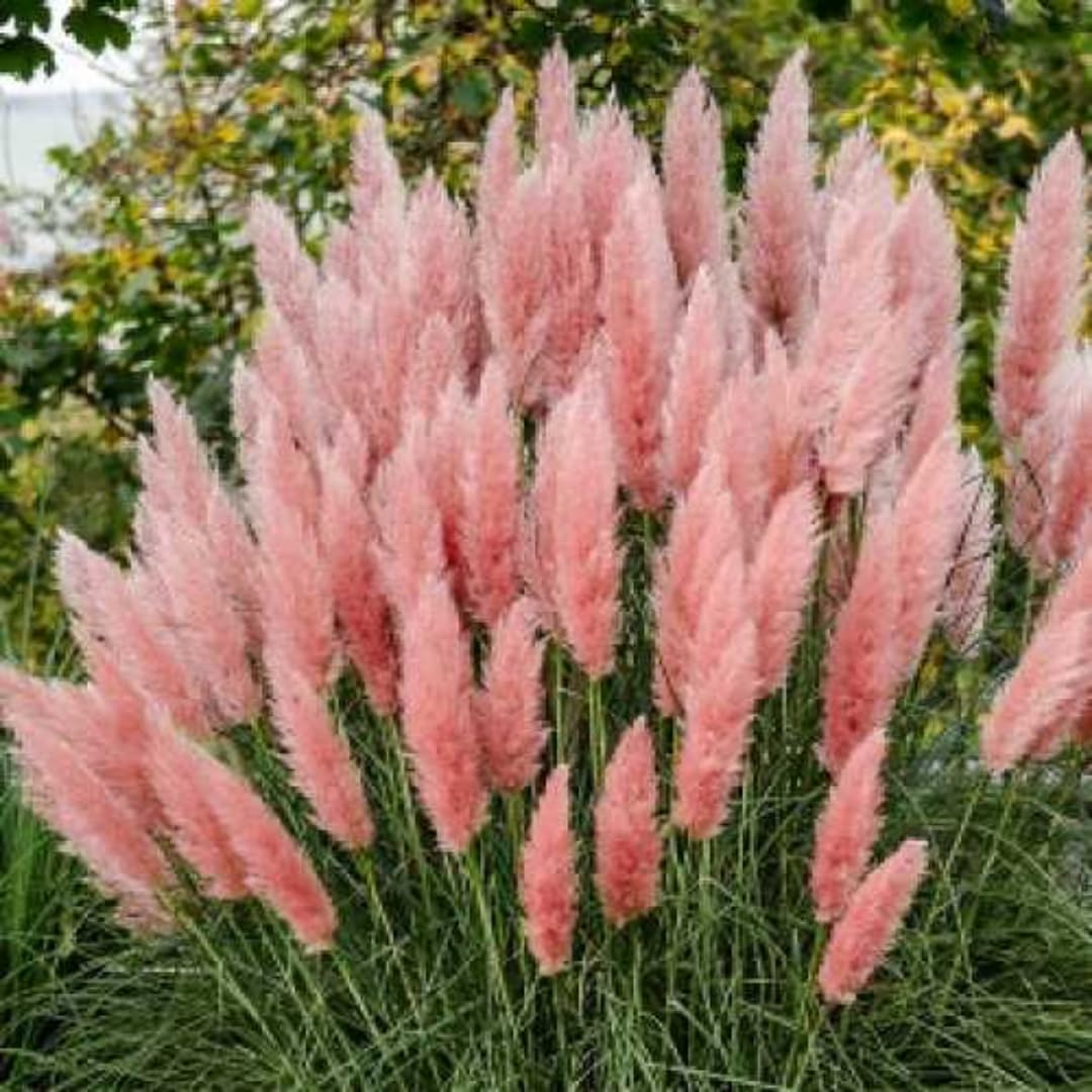 2 Pink Pampas Grass Plants Live, Ornamental Grasses Live Plants Perennial, Pampas Grass Live Plants Outside
