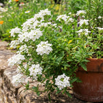 Verbena Plants Live, Verbena Plant from 4-8 Inches Tall, Long Blooming Outdoor Flower Plant for Garden Beds, Hanging Baskets and Containers (White)