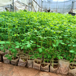 Live Malunggay Moringa Plants in One Pot for Planting, Oleifera Drumstick Horseradish Plants Live, 6 to 8 Inc Tall, Well-Rooted