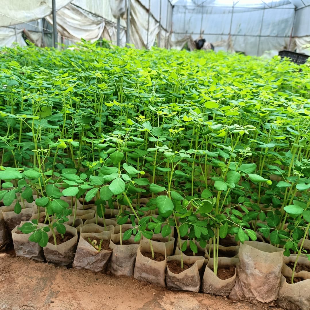 Live Malunggay Moringa Plants in One Pot for Planting, Oleifera Drumstick Horseradish Plants Live, 6 to 8 Inc Tall, Well-Rooted