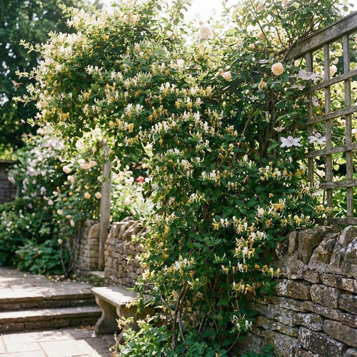 12 Yellow White Honeysuckle Cuttings, Lonicera Japonica Vine Plant Starter, Climbing Flowering Plant for Garden Trellis, 8-10 Inches Cuttings