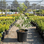 Pack of 2 Willow Oak Tree Live Plants, Hardy Leaf Oak Plant, 12 to 18 Inches Height, Outdoor Growing, Dormant Tree