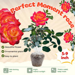 Rose Bush Live Plant, Fragrant Hybrid Tea Rose Flowers Well Rooted Plant, 5-10 Inc Tall for Planting Indoor Outdoor (Moment Rose)