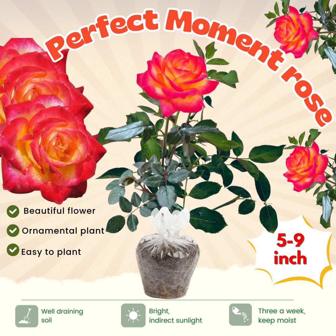 Rose Plant Live, Roses Bush for Outdoor Garden, 5-10 Inch Tall, Ornamental Flowering Shrub with Fragrant Blooms, Ready to Plant (Orange Moment Rose)
