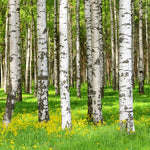 Red Birch Trees Live Plant, 12-20 Inch Tall Birch Tree Live Plant for Outdoor Gardening, Perennial Hardy Trees