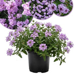 Verbena Live Plants 4 to 8 Inches Tall, Verbena Live Plant, Perennial Flower Trailing Plants for Planting, Well-Rooted Plant (Light Purple)