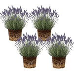 4 Lavender Plants Live Flower Indoor Outdoor, Lavandula Perennial Plants, Well Rooted 4-8" Tall, No Pot (Creek Lavender)
