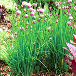 4 Mix Chives Plants Live, Hardy Heirloom Leek Chives Herb Plants for Culinary Outdoor Garden, 4-8" Tall