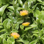 Yellow Delosperma Ice Plant, Hardy Perennial Succulent Live Plant, Ground Cover Outdoor Garden 5-8 Inches