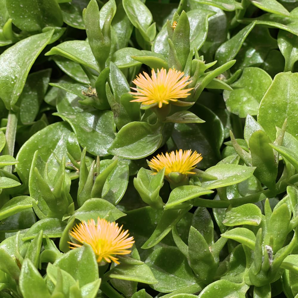Yellow Delosperma Ice Plant, Hardy Perennial Succulent Live Plant, Ground Cover Outdoor Garden 5-8 Inches