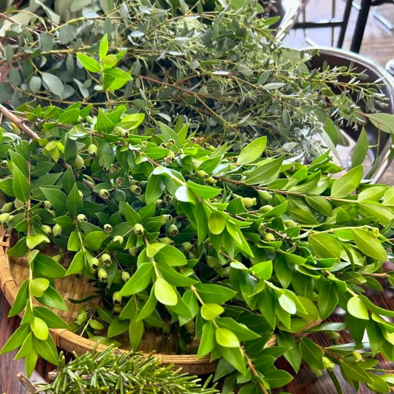 Laurus Nobilis Bay Laurel Tree Live Plant, 5 to 7 Inches Long, Sweet Bay Leaf Plant Live for Gardening