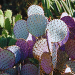Purple Prickly Pear Cactus Plant Live, Succulents Plant Live, 3 Inc Potted, Gardening Growing