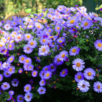2 Aster Plants Live, Asters Perennial Live Plants, 5 to 7 Inc Tall, Flower Plant for Gardening (Purple)