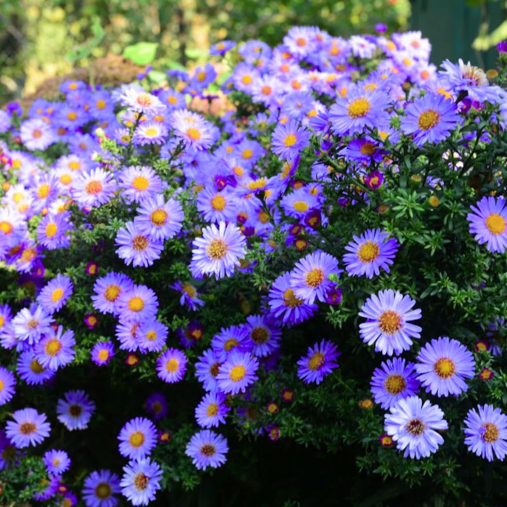 2 Aster Plants Live, Asters Perennial Live Plants, 5 to 7 Inc Tall, Flower Plant for Gardening (Purple)