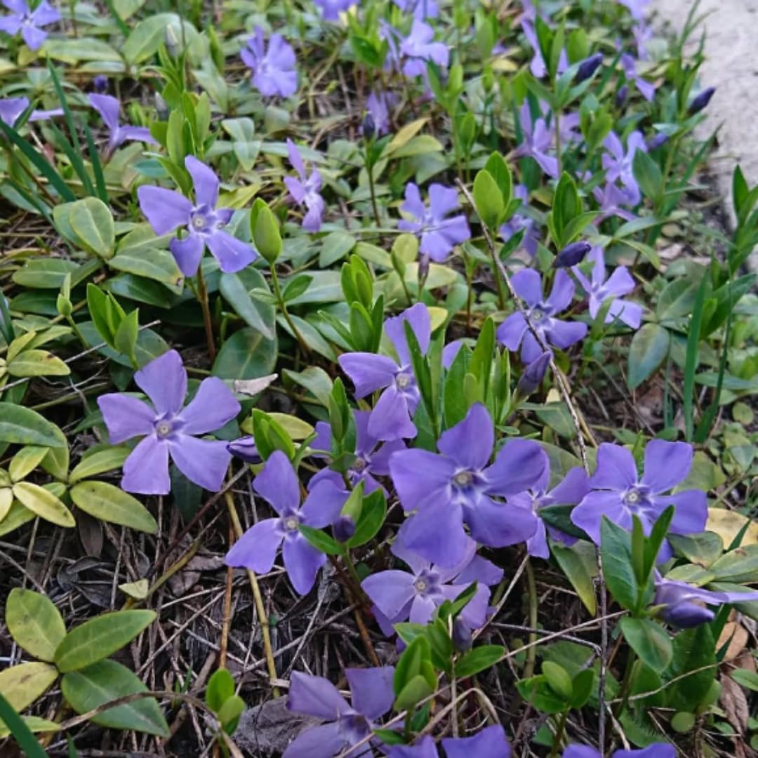 2 Vinca Plants Live, Creeping Periwinkle Plants Live, Vinca Minor Live Plant Indoor, Vinca Plant Pot, Ground Cover Plant Live, 4 to 6 Inches Tall in 4 Inches Pot