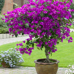 Sets 3 Climbing Bougainvillea Plants Live for Full Sun Trellis Tree, Shrub or Vine Bougainvillea Vibrant Bloom, Very Hardy, 5-9" Tall, Bright Purple