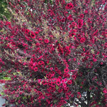 2 Pink Tea Flower Plant Live 4-8 Inches, Fragrant Tea Tree Live Plant for Patio, Garden and Container Growing