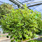 Pack 2 Swedish Ivy Plants Live Indoors in One Pot, Plectranthus Swedish Ivy House Plants, Live Swedish Ivy Vine, 4-6" Tall (Variegated Swedish Ivy)