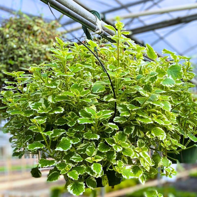 Pack 2 Swedish Ivy Plants Live Indoors in One Pot, Plectranthus Swedish Ivy House Plants, Live Swedish Ivy Vine, 4-6" Tall (Variegated Swedish Ivy)