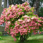 Hydrangea Plant Live Tree, Blooming Garden Bush Hardy Hydrangea Shrub, Random Flowering Plant Indoor Outdoor Well-Rooted 5-9 Inc Tall, Stater Plant