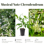 Clerodendrum Plants Live Well-Rooted for Outdoor Planting, Clerodendrum Tropical Live Plant, 5"-9" in Tall (Musical Note Clerodendrum)