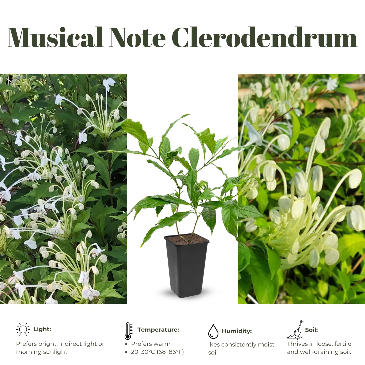 Clerodendrum Plants Live Well-Rooted for Outdoor Planting, Clerodendrum Tropical Live Plant, 5"-9" in Tall (Musical Note Clerodendrum)