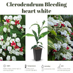 Clerodendrum Plants Live Well-Rooted for Outdoor Planting, White Red Clerodendrum Thomsoniae Bleeding Heart Tropical Live Plant, 5"-9" in Tall