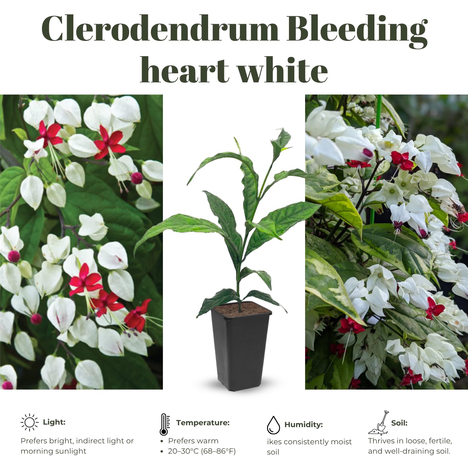Clerodendrum Plants Live Well-Rooted for Outdoor Planting, White Red Clerodendrum Thomsoniae Bleeding Heart Tropical Live Plant, 5"-9" in Tall