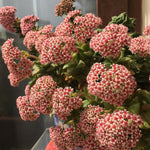 Crassula Live Plant, Crassula Live Succulent Plant, Pink Flower, 2 Inch Pot for Indoor Houseplant