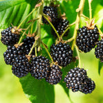 4 BlackBerry Plants Live for Planting, 5-9 Inches Height, Sweet Berry Bush Live Plant, Large Berries Plant (Triple Crown BlackBerry)