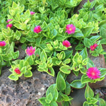 Red Ice Plant Live, Perennial Ice Plant Ground Cover for Planting 4 Inch Pot