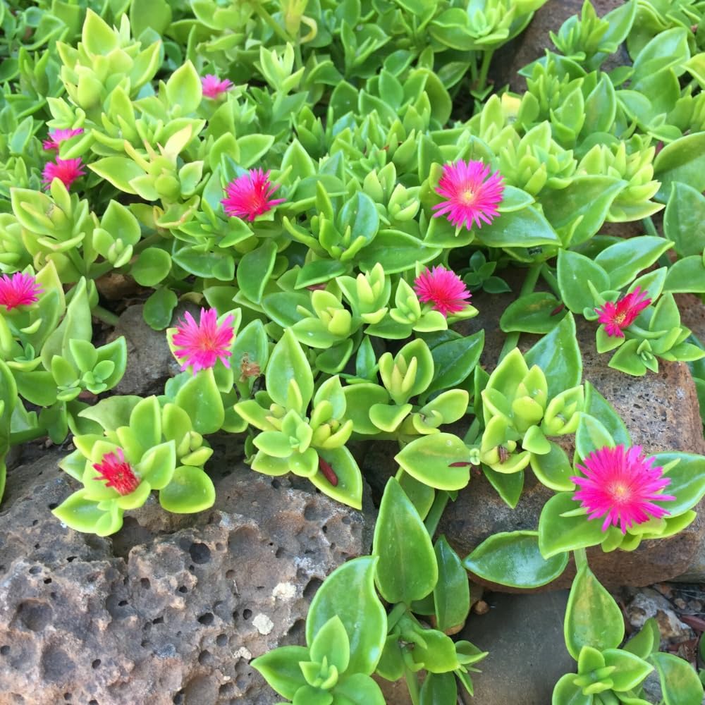 Red Ice Plant Live, Perennial Ice Plant Ground Cover for Planting 4 Inch Pot