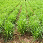 6 Fresh Lemongrass Plants Live High Yield, Live Outdoor Lemongrass, No Pot, Fresh Lemon Grass Stalks Live Plant, Herb Outside Planting