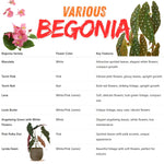 Begonia Plants Live, Rare Begonias Indoor Growing, Hanging Basket, Starter 5 to 9 Inc Tall (Bronze Leaf Rose)