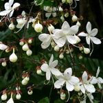2 Clerodendrum Live Plants 4-7 Inches, Trailing Light Bulb Flowering Shrub, Indoor or Outdoor Ornamental (Wallichii)