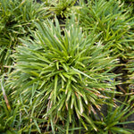 Set 2 Mondo Grass Live Plant, Ornamental Grass for Outdoor Planting, Low Maintenance Shrub, 4 to 6 Inches Tall