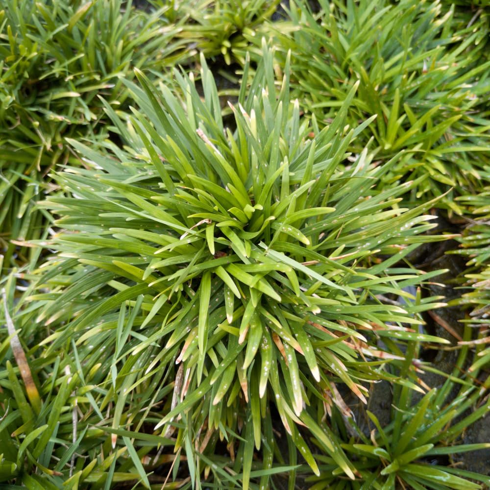 Set 2 Mondo Grass Live Plant, Ornamental Grass for Outdoor Planting, Low Maintenance Shrub, 4 to 6 Inches Tall