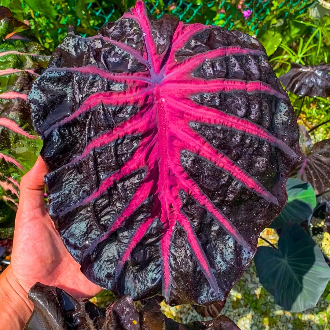 Rare Red Black Colocasia Live Plant, 5 to 8" in Tall, Taro Elephant Ear Alocasia Esculenta Live Plant for Planting, Live Colocasia Houseplant