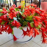 Easter Cactus Plants Live, Spring Bloom, Cold Hardy, 5-9" in Tall, No Pot, Starter Holiday Cactus Plant for Indoor Outdoor Houseplants (Red)