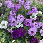 Set of 2 Light Lavender Verbena Plant Live, Light Purple Verbena Live Plant, Purple Flower, 5-7 Inches in Height for Planting