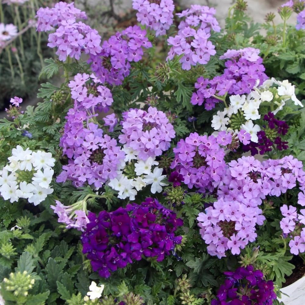 Set of 2 Light Lavender Verbena Plant Live, Light Purple Verbena Live Plant, Purple Flower, 5-7 Inches in Height for Planting